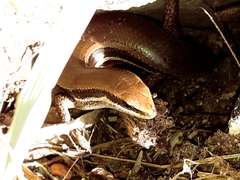 Marisora brachypoda