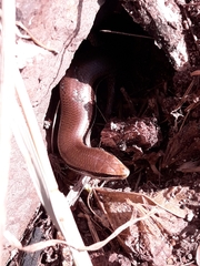 Marisora brachypoda