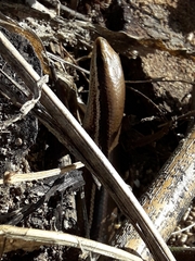 Marisora brachypoda