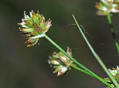 Juncus krameri
