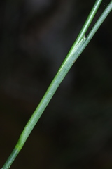 Juncus krameri