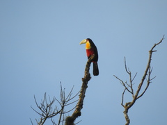 Ramphastos dicolorus