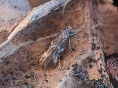 Oinophila v-flava