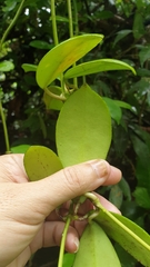 Hoya diversifolia