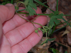 Geranium pusillum