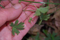 Geranium pusillum