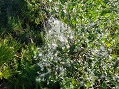 Baccharis halimifolia image