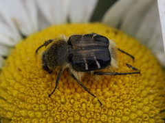 Trichiotinus assimilis