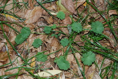 Geranium pusillum