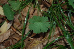 Geranium pusillum