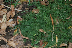 Achillea millefolium