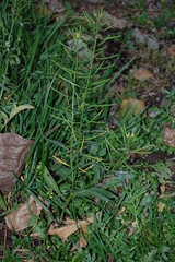 Erysimum cheiranthoides