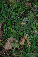 Erysimum cheiranthoides