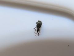 Ischnopterapion virens