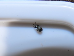 Ischnopterapion virens