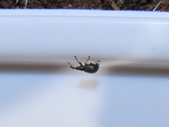 Ischnopterapion virens