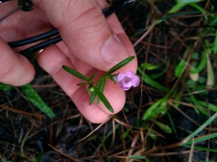 Agalinis neoscotica
