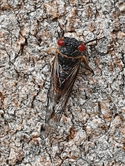 Popplepsalta notialis