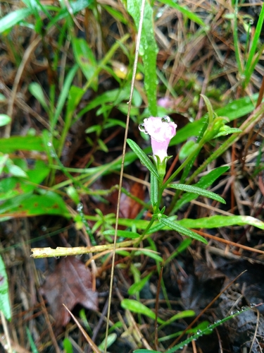 Image of Agalinis neoscotica by (c) Ben Armstrong, some rights reserved (CC BY)