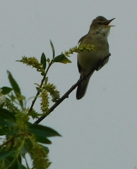 Acrocephalus dumetorum