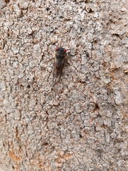 Popplepsalta notialis