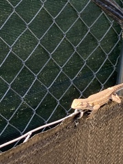 Sceloporus occidentalis