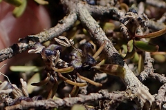 Pittosporum divaricatum