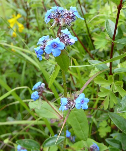 Microula sikkimensis