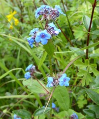 Microula sikkimensis