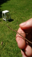 Tetanorhynchini