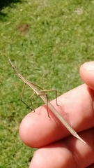 Tetanorhynchini