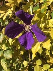 Clematis × jackmanii