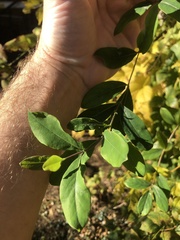 Clematis × jackmanii