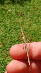 Tetanorhynchini