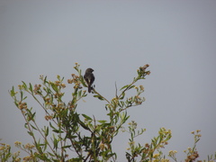 Sporophila telasco