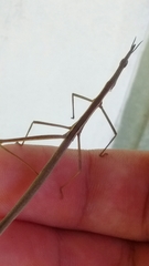 Tetanorhynchini