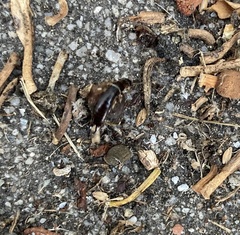 Euborellia annulipes