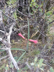 Zephyranthes graciliflora