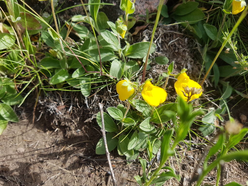 Calceolaria brunellifolia