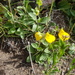 Calceolaria brunellifolia - Photo (c) Quentin Vandemoortele, μερικά δικαιώματα διατηρούνται (CC BY-NC), uploaded by Quentin Vandemoortele