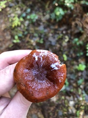 Lactarius subflammeus