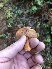 Lactarius subflammeus