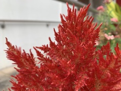 Celosia argentea plumosa