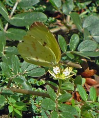 Abaeis deva deva
