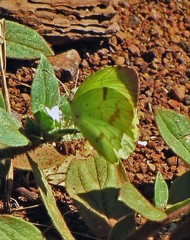 Abaeis deva deva