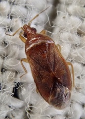 Cardiastethus fasciiventris