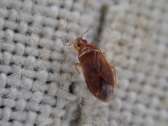 Cardiastethus fasciiventris