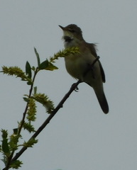 Acrocephalus dumetorum