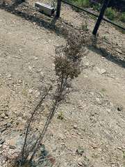 Pittosporum divaricatum