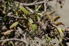 Pittosporum divaricatum